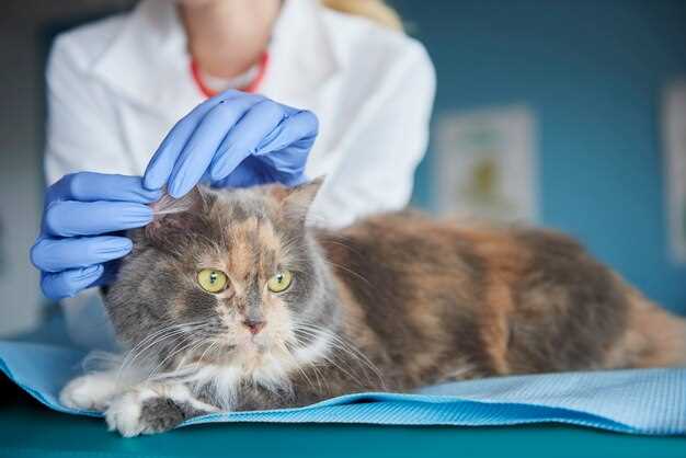 Administering Famotidine to Cats