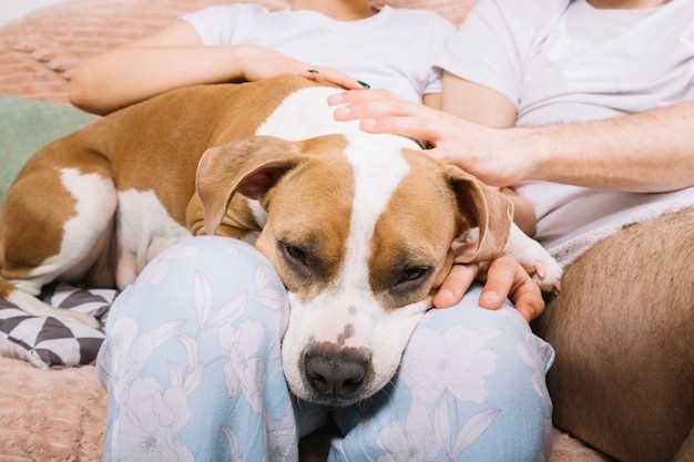 Benefits of Famotidine and Prednisone for Dogs