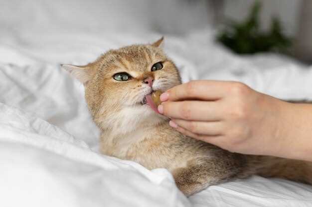 Famotidine Side Effects Cats