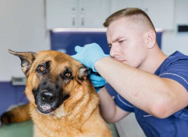 Emergency measures for poisoned dogs