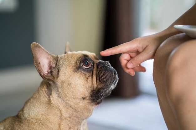 Understanding famotidine overdose in dogs