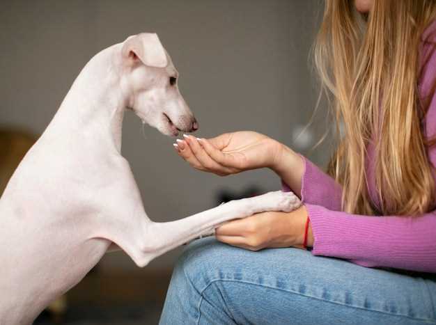 Famotidine 10mg for dogs side effects