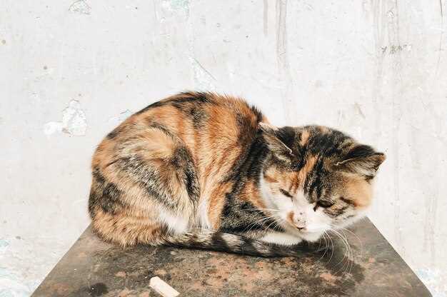 Famotidine cats overdose