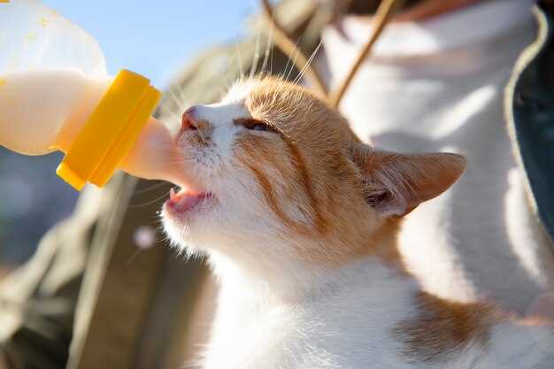 Famotidine for cats liquid