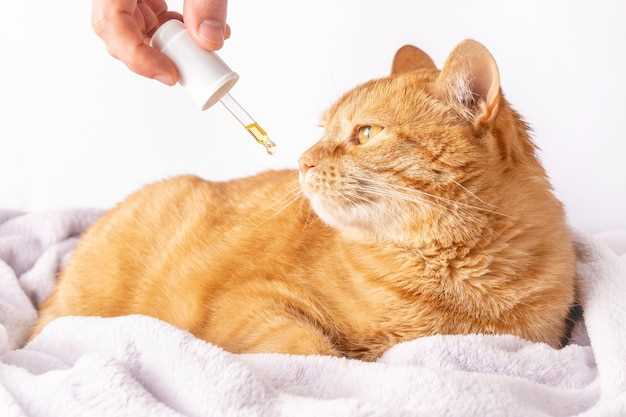 Famotidine liquid for cats