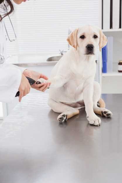 Famotidine pancreatitis dogs