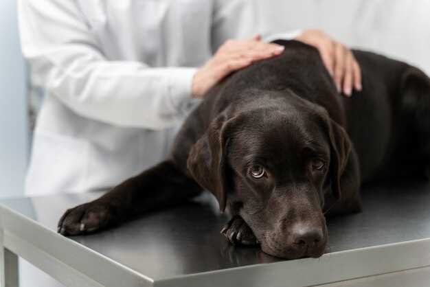 Side effects famotidine dogs