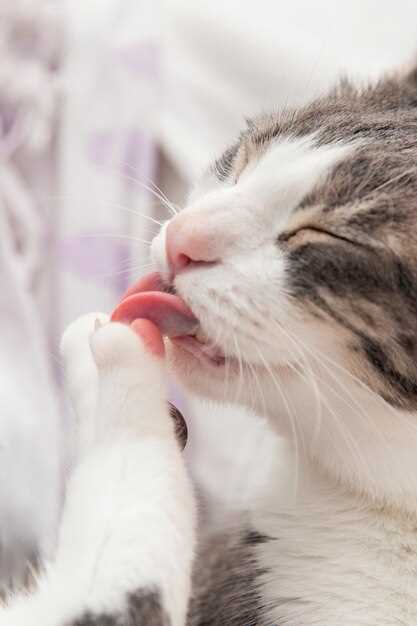 What does famotidine dose for cats